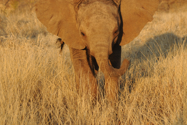 3-daagse safari vanuit Victoria Falls - Hwange National Park