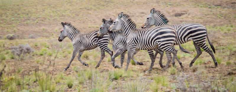 Zweit Gige Safari Zum Mikumi National Park Von Sansibar Aus Getyourguide