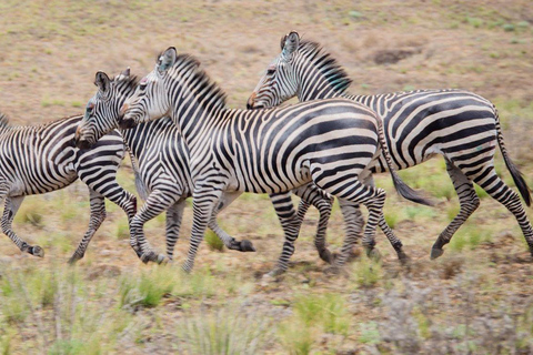 Safari de dos días al Parque Nacional de Mikumi desde Zanzíbar