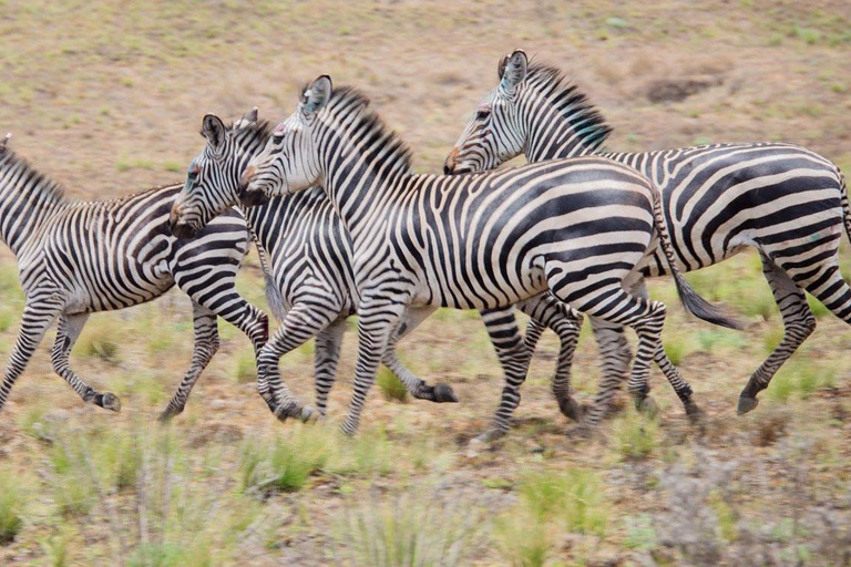 Safari de dos días al Parque Nacional de Mikumi desde Zanzíbar