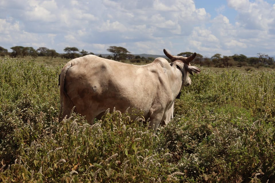 Amboseli National Park Full Day Tour From Nairobi Getyourguide