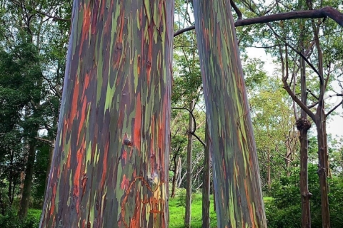 Kauai: Private Jungle and Rainbow Eucalyptus Hike