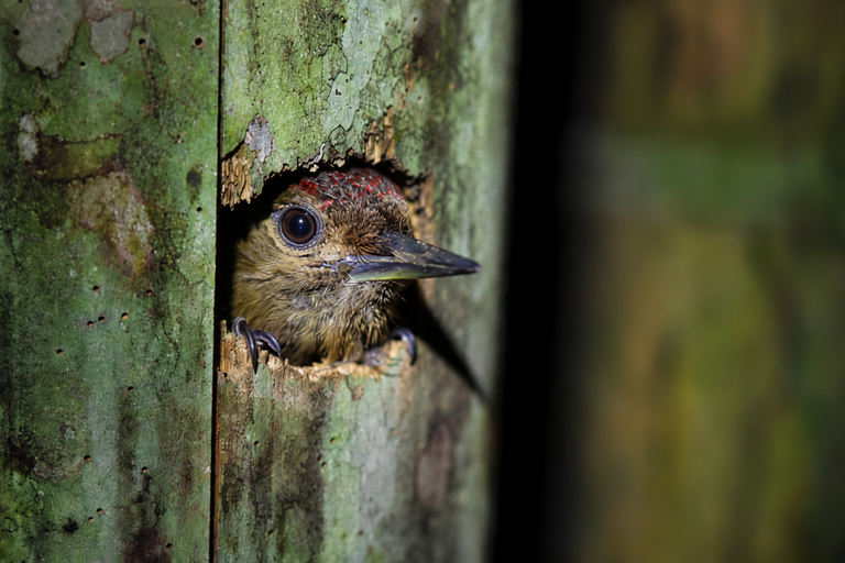 Night Walk La Fortuna: Private Rainforest Guided Wildlife