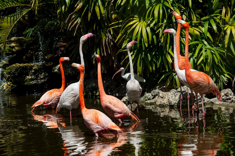 Fort Lauderdale: Flamingo Gardens Entry Ticket