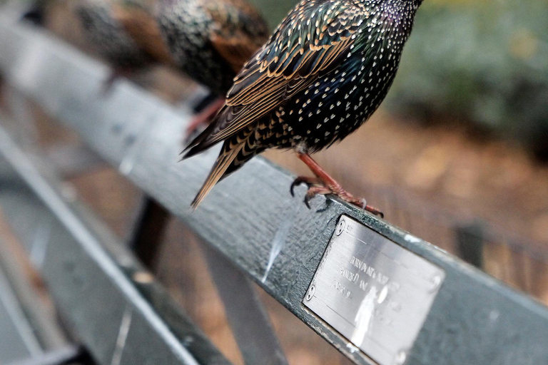 NYC : Central Park visite guidée à pied anglais-espagnolVisite à pied gratuite de Central Park en anglais