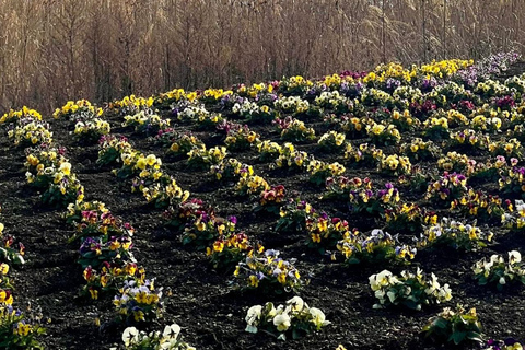 Mount Fuji Day Private Tour With English Speaking Driver