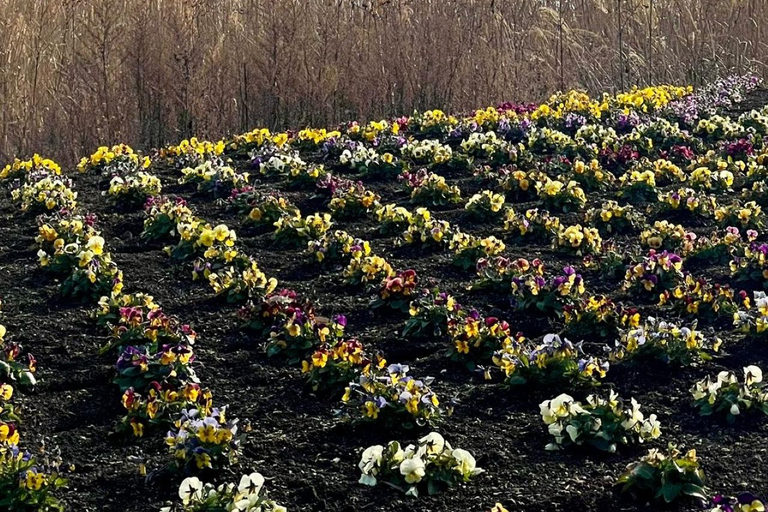 Mount Fuji Day Private Tour With English Speaking Driver