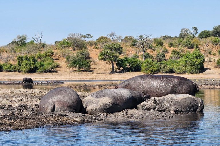 Unique Chobe Day Trip with 2 River Safaris