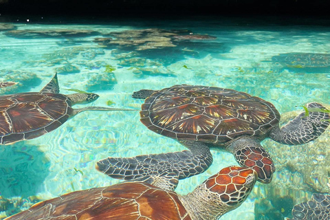 Zanzibar:Swimming with turtles in salaam cave