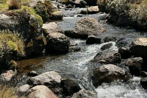 Mt Kenya: Half-day hiking and wildlife viewing