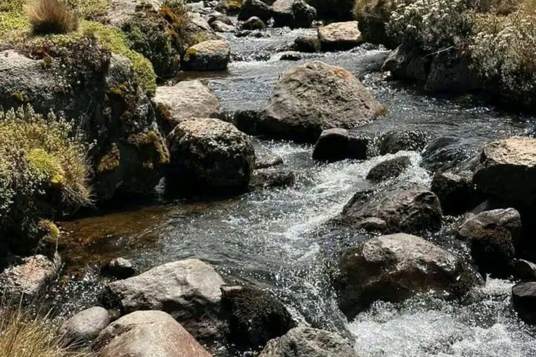 Mt Kenya: Half-day hiking and wildlife viewing