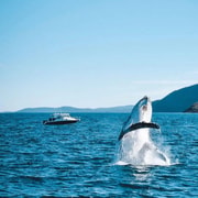 Newcastle to Port Stephens: Whale Watching, Hike & Dunes