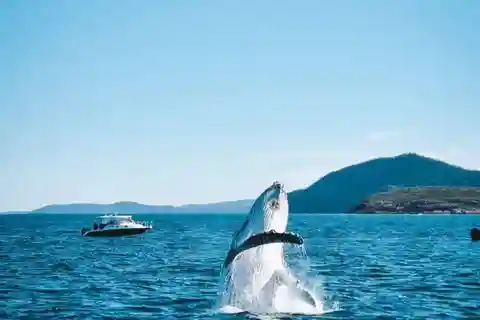 Port Stephens, from Newcastle: Whales, hike & sand dunes!