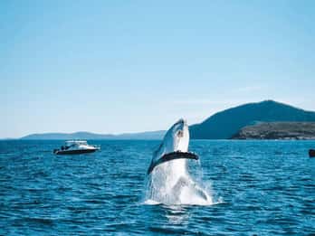 Port Stephens, from Newcastle: Whales, hike & sand dunes!