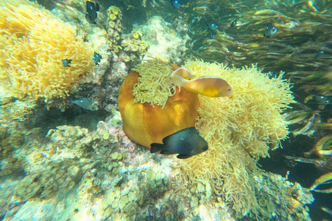 Zanzibar: Blue lagoon, Starfish, Paje Beach and Maalum Cave Bluelagoon, Starfish, Jambiani and Maalum Cave: PRIVATE