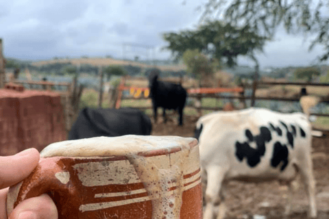 Leon : Visite guidée de la rébellion Cristero avec petit-déjeuner