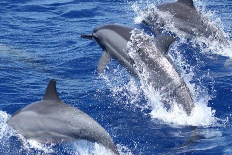 Wasini Island Tour For Dolphin Watching & Snorkeling