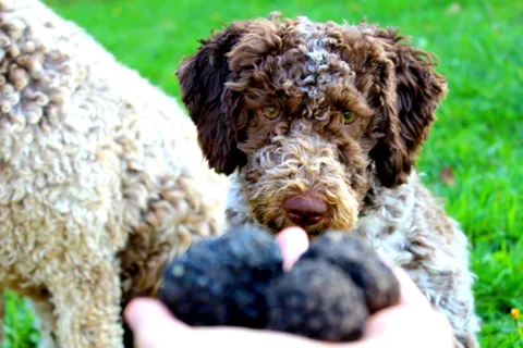 From Parma/Cinque Terre: Truffle Hunting Experience & Lunch