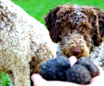 From Parma/Cinque Terre: Truffle Hunting Experience & Lunch