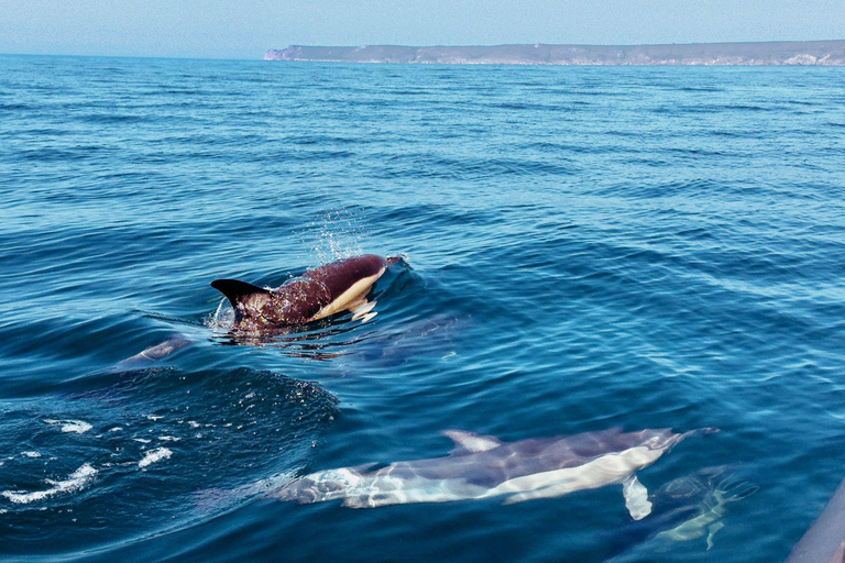 Zanzibar: Swim with Dolphins, Snorkel in Paradise!Two Persons