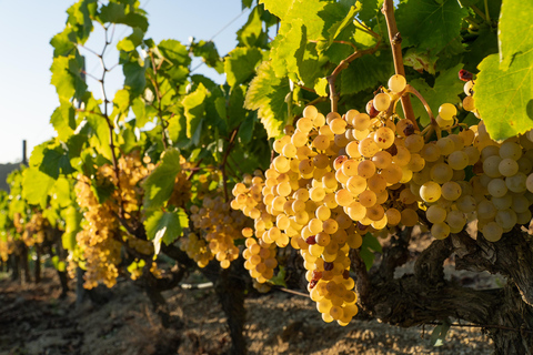 Barcelona: Sailing and Winery Tour with Wine Tasting Winery Tour & Wine Tasting from Barcelona (NO SAILIG)