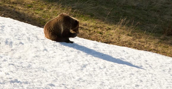 Banff: Evening Wildlife Safari Guided Tour