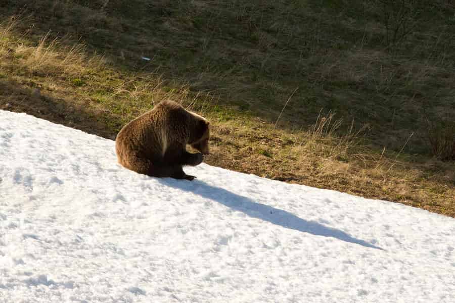 Banff: Abendliche Wildtier-Safari Geführte Tour. Foto: GetYourGuide