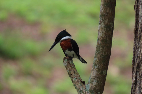 Kartagena: prywatna wycieczka z obserwacją ptaków w tropikalnym lesie suchymKartagena: Prywatna wycieczka z obserwacją ptaków w tropikalnym lesie suchym