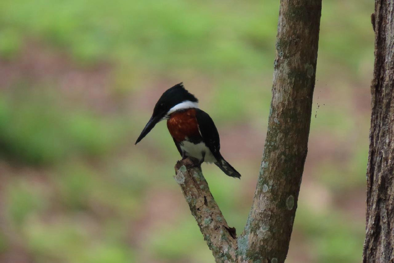 Kartagena: prywatna wycieczka z obserwacją ptaków w tropikalnym lesie suchymKartagena: Prywatna wycieczka z obserwacją ptaków w tropikalnym lesie suchym