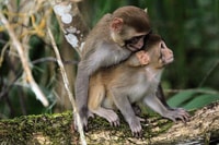 Silver Springs Manatee Kayaking Tour - Housity