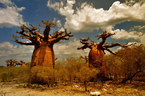 Madagascar: Avenue of the Baobabs and Lemur Reserve Tour Tour without tranfer