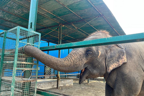 Da Agra: visita al viaggio di conservazione degli elefanti SOS Wildlife