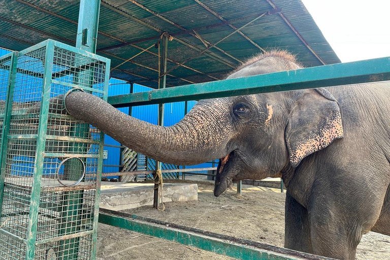 Da Agra: visita al viaggio di conservazione degli elefanti SOS Wildlife