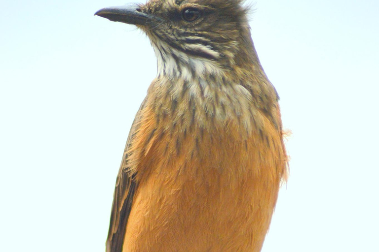 Cusco: Hummingbird Sanctuary Tour — 30+ Bird Species with transfers