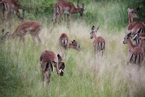 Tanzania: 2-Day Luxury Safari to Tarangire and Ngorongoro Tanzania safari