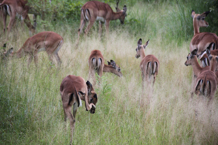 Tanzania: 2-Day Luxury Safari to Tarangire and Ngorongoro Tanzania safari