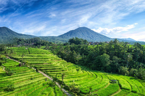 Bali: Taman Ayun, Jatiluwih, Ulun Danu i Las Małp