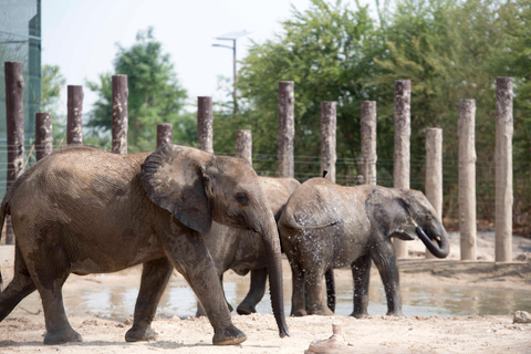 Dubai: Inträdesbiljett till Dubai Safari ParkSafari Park Pass