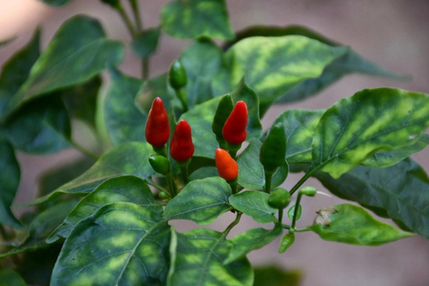 Zanzibar: Jozani-skogen, kryddgård, privat tur i Stenstaden