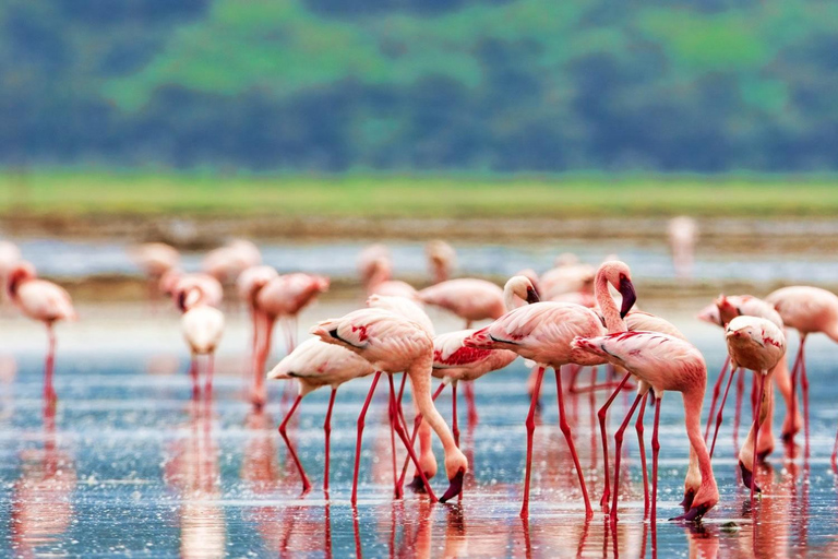 Safari di 3 giorni sui laghi del Kenya per la fotografia e l&#039;osservazione degli uccelli14 giorni di safari di lusso in Kenya con vacanza sulla spiaggia di Diani