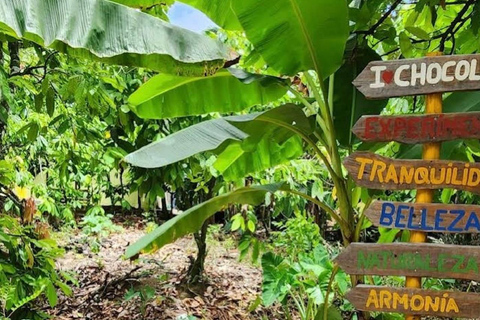 Puerto Plata: City Tour, Plantation, and Chocolate Factory