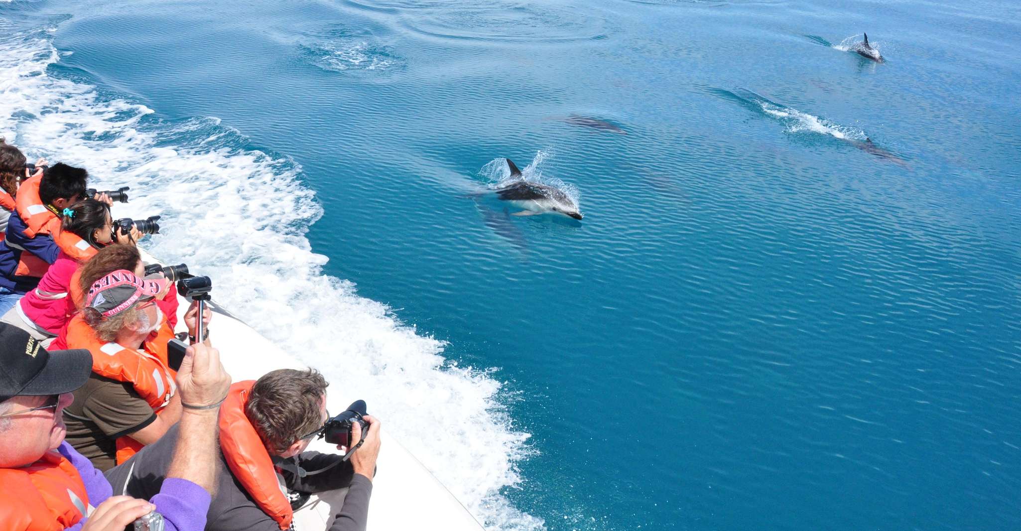Delfinbeobachtung und Bootsfahrt in Puerto Madryn - Hizvo