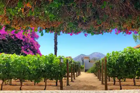 Visita a Vinha de Santa Rita: História, vinho e piquenique ao ar livre