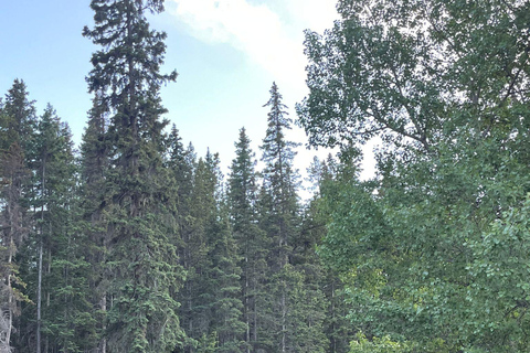 From Banff: Wildlife Viewing, Top Sights & Gondola Ticket