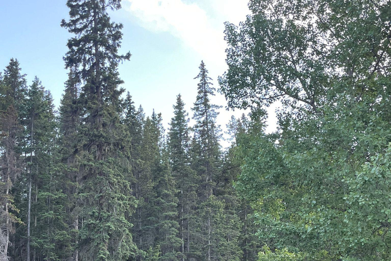 From Banff: Wildlife Viewing, Top Sights & Gondola Ticket