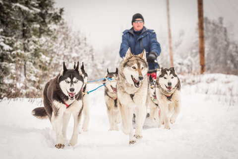 Fairbanks, AK: Excursão de 1 dia &quot;Conduz a tua própria equipa canina