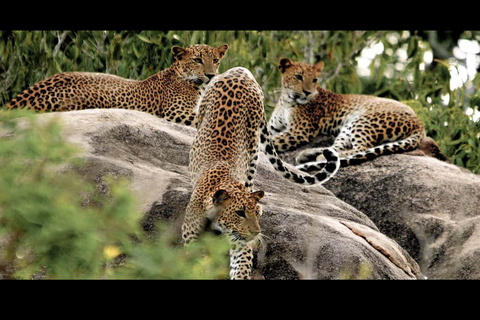 Colombo / Negombo - Yala Day Tour & Sightseeing Galle Fort