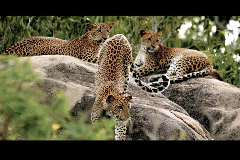 Colombo / Negombo - Yala Day Tour & Sightseeing Galle Fort