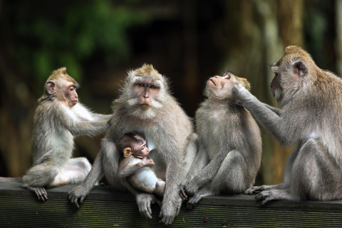 Ubud: Waterfalls, Water Temple, Rice Field and Monkey forest Private Tour NOT include Entrance Ticket