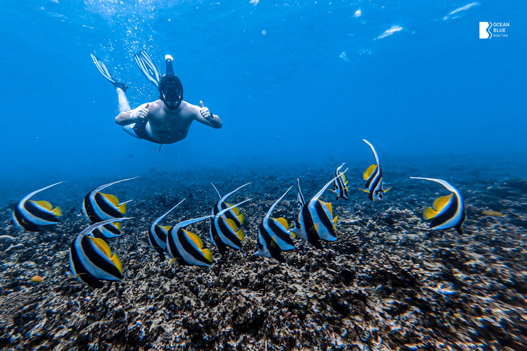 Koh Tao: Snorkel with Turtles at Nangyuan with Fewer Crowds